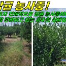 관통 교차로 2 Daum카페