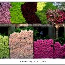 그린로즈 이미지