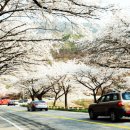 강서 낙동강30리 벚꽃축제(2025년) 이미지