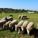 황화목장 이미지