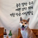 네츄럴이엑스 | 🐶 네츄럴이엑스 강아지 꽈배기S 황태 건조간식 리뷰 🦴✨