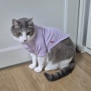 나비야 | 꼬리마을습격 대작전! (나비야사랑해 바자회 후기)