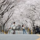벚꽃길 이미지