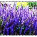 (주)세이지 이미지