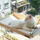 블랑코