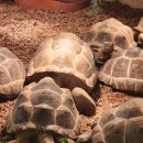 해피데이당구 이미지