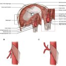 비장 Spleen 이미지