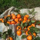 이경미농장 이미지