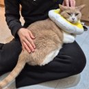 고양이입양소 | 성수 실내 놀거리 서울 고양이 카페 추천! 길고양이마을 성수협력점 후기