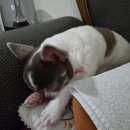 (주)메드브릿지 | 20주~24주 임산부의 일상 (정밀초음파, 환도통, 운동,,,)