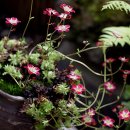 숲속에 아침 이미지