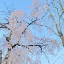 지곡공원 | 포항 지곡 영일대 벚꽃 보고 온 후기