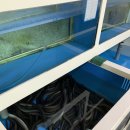 태안 장어구이 찐맛집 인평장어메기집
