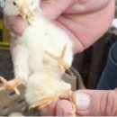 한다리농장 이미지