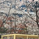 (주)드림파이브 | 서울 사람적은 벚꽃명소 송파둘레길 장지천 벚꽃길 벚꽃터널