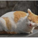 고양이세수 이미지