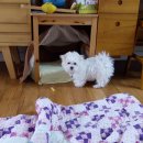 평촌나무동물병원 이미지