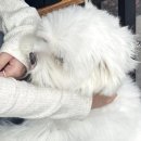 신전떡볶이(음성점) | ２５.９ 한순간 사는 저 불꽃처럼