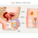 소변이 자주 마려워요 빈뇨 증상 및 원인남자여성 이미지