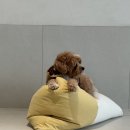 바나개 애견유치원 호텔 이미지