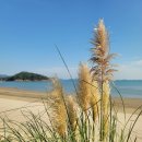 지니비치향 이미지