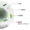 동의뿌리한의원 | 방광염 증상 및 원인 3분으로 100만원 아끼는법