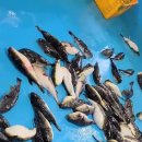 동해복어 이미지