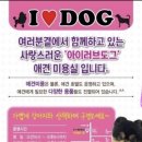 아이러브도그 이미지