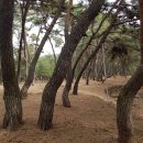 경주 삼릉 소나무 숲의 짧은 산책 이미지