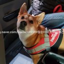 보리펫택시 이미지