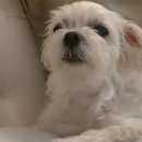 봉구랑 도도 이미지