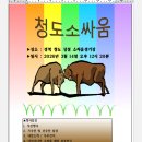 소싸움 이미지