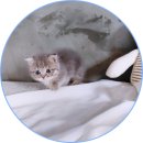 아담스펫 강아지분양 고양이분양 일산점 이미지