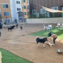 도그파우 이미지