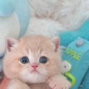 모나미네코본점 | 해운대고양이분양 찾는 분께, 모나미네코 해운대 본점 리얼후기!