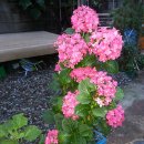 화이트 헤븐 이미지