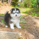 컴투펫 위탁보호센터 강원원주점 | 원주 행구동 애견호텔 컴투펫위탁보호센터 강원원주점 비용 시간 위치