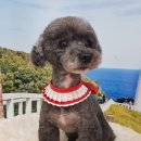 펫토피아미용실 이미지