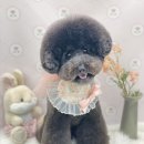 하떼하떼 이미지