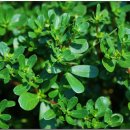 영석농장 이미지