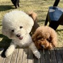 486독스쿨 이미지