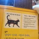 냥냥 | 서울 강남역 고양이 카페 [히히냥냥] 후기