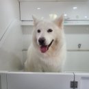 멍뭉워시 이미지