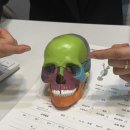 로온체형교정 | 부산서면두골비, 두상밸런스케어 추천 ‘로온 얼굴안면비대칭&자이로토닉’