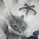 고양이미용 우다다냥 이미지