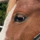 다니엘목장 | 충동적으로 떠난 제주 . .