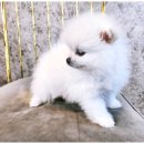 도그마루 강아지 고양이 울산점 | 울산강아지분양 가족의 품으로 안겨주는 국내 1위 기업 도그마루 강아지 고양이 울산점