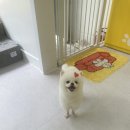 댕이발소 이미지