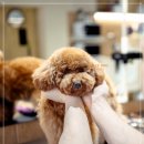 복실이네애견미용실 | 애견미용실 고민? 강남 켈리독 푸들 얼굴컷 클리핑 3만원에 끝!