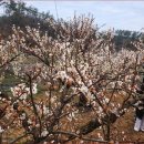 카르페 - 춘천시 박사로 740 | 카르페